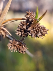 Scirpus pallidus
