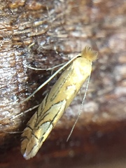 Phyllonorycter messaniella