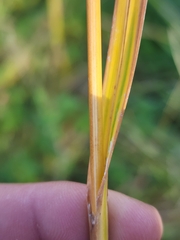 Scirpus pallidus