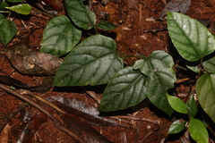 Cissus vinosa