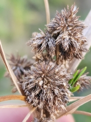 Scirpus pallidus