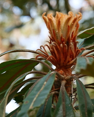 Banksia serrata