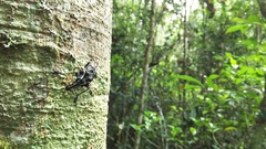 Tophoderes frenatus
