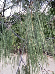 Casuarina equisetifolia