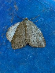 Epirrita dilutata