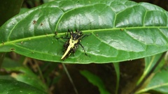 Holocerus devriesei