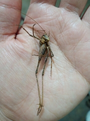 Diestrammena goliath