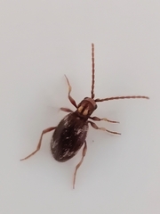 Ptinus