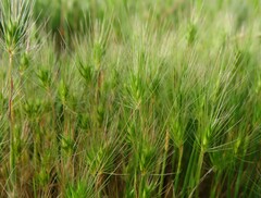 Hordeum murinum