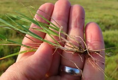 Hordeum murinum