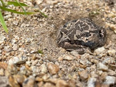 Limnodynastes dumerilii insularis