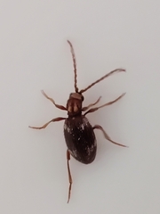 Ptinus