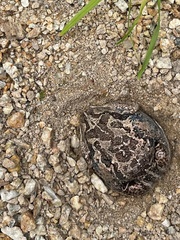 Limnodynastes dumerilii insularis