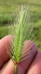 Hordeum murinum