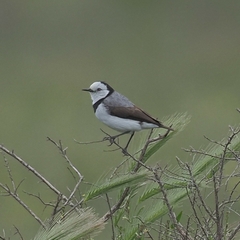 Epthianura albifrons