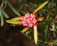 Lambertia formosa