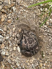 Limnodynastes dumerilii insularis