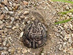 Limnodynastes dumerilii insularis