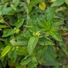 Synedrella nodiflora