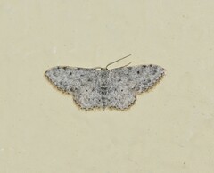 Idaea camparia