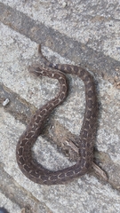 Crotalus ravus brunneus