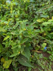 Synedrella nodiflora