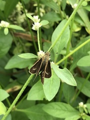 Pelopidas mathias