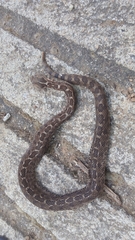 Crotalus ravus brunneus