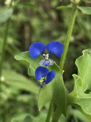 Commelina benghalensis