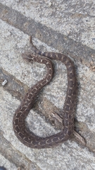 Crotalus ravus brunneus