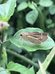 Pelopidas mathias