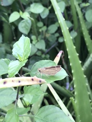 Pelopidas mathias