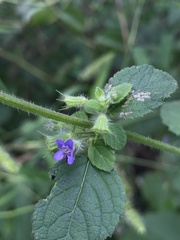 Mesosphaerum suaveolens