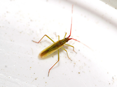 Trigonotylus