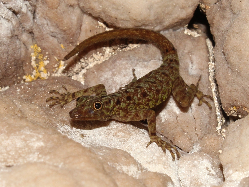 Belitung Rock Gecko