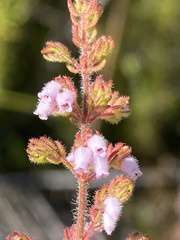 Erica parviflora