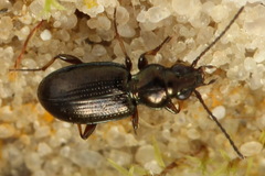 Bembidion lampros