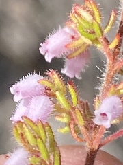 Erica parviflora