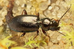 Bembidion lampros