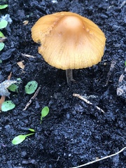 Conocybe