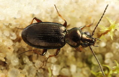 Bembidion lampros