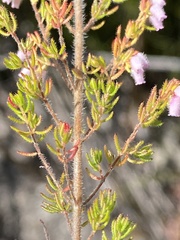 Erica parviflora