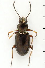 Bembidion lampros