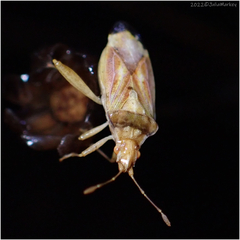 Harmostes reflexulus