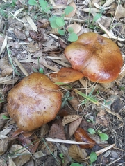 Suillus collinitus