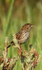 Cisticola textrix