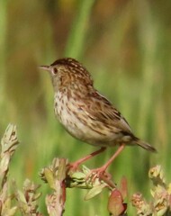 Cisticola textrix