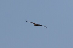 Milvus migrans parasitus