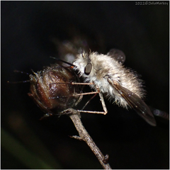 Bombyliini