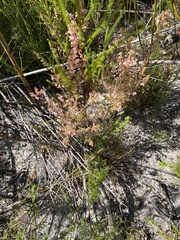 Erica parviflora